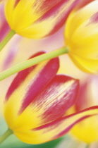 Tulip, Tulipa.