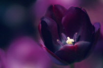 Tulip, Tulipa 'Queen of the Night'.