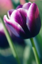 Tulip, Tulipa.