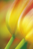 Tulip, Tulipa.