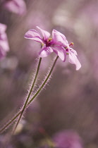 Geranium, Cranesbill, Geranium Maderense.