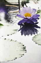 Waterlily, Nymphaea.