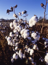 Cotton, Gossypium.