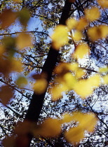 Maple, Red maple, Acer rubrum.