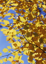 Maple, Red maple, Acer rubrum.