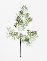 Asparagus, Asparagus officinalis.