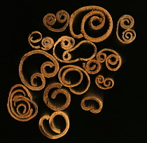 Cinnamon, Cinnamomum verum.