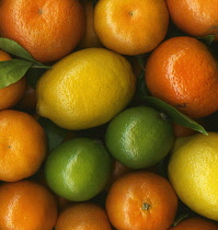 Lemon, Citrus limon.