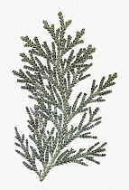 Conifer, Thujopsis dolabrata.