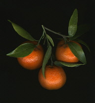 Orange, Citrus sinensis.