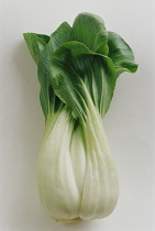 Pakchoi, Brassica chinensis.