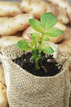 Potato, Solanum tuberosum.