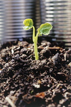 Seedling.