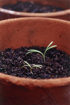 Coneflower, Black-eyed Susan, Rudbeckia.