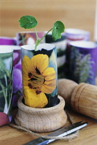 Nasturtium, Tropaeolum.