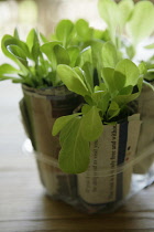 Lettuce, Lactuca sativa.