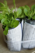 Lettuce, Lactuca sativa.