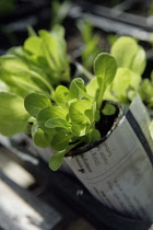 Lettuce, Lactuca sativa.