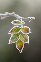 Rose, Wild rose, Dog rose, Rosa canina.