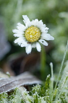 Daisy, Lawn daisy, Bellis perennis.