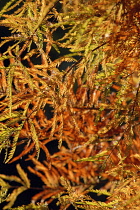 Swamp Cypress, Taxodium distichum.