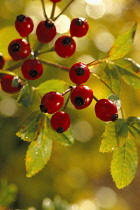 Rosehip, Rosa canina.