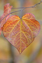 Forest Pansy, Cercis canadensis.