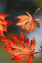 Downy Japanese Maple, Acer japonicum 'Acontifolium'.