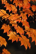 Japanese Maple, Acer japonicum 'Vitifolium'.