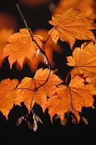 Japanese Maple, Acer japonicum 'Vitifolium'.