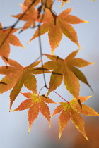 Japanese Maple, Acer palmatum.