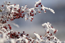 Hawthorn, Crataegus monogyna.