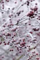 Hawthorn, Crataegus monogyna.