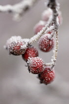 Hawthorn, Crataegus monogyna.