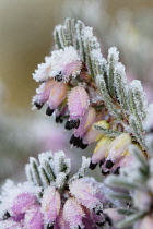 Heather, Winter heath, Spring heath, Bell heather, Erica carnea.