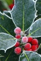 Holly, Ilex.