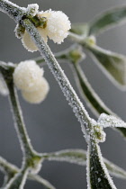 Mistletoe, Viscum album.