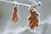 Oak, Quercus robur.