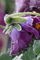 Pansy, Viola wittrockiana.