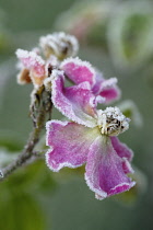 Rose, Rosa 'Ballerina'.