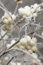 Snow-berry, Gaultheria hispida.