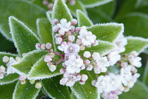 Viburnum, Viburnum tinus.