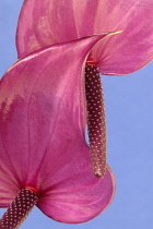 Painter's palette, Anthurium.