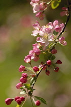 Apple, Malus scheideckeri 'Hillieri'.