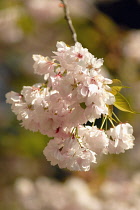 Cherry, Prunus 'Shujaku'.