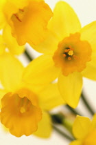 Daffodil, Narcissus.