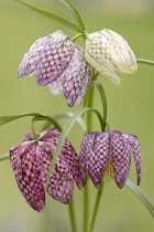 Fritillary, Snake's head fritillary, Fritillaria meleagris.