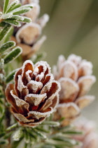 Southern Japanese hemlock, Tsuga sieboldii.