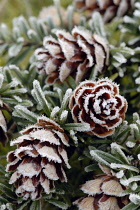 Southern Japanese hemlock, Tsuga sieboldii.