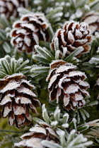 Southern Japanese hemlock, Tsuga sieboldii.